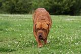 DOGUE DE BORDEAUX 266